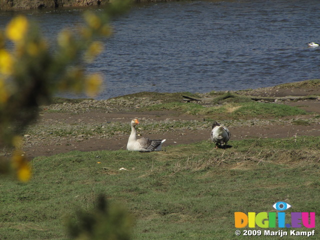 SX03575 Greylag geese grazing in Ploran Nawr island in Ogmore river (Anser Anser)